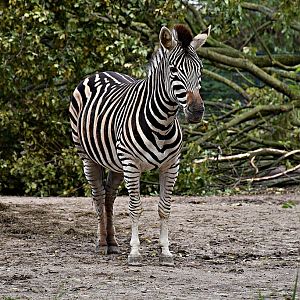 Chapman's zebra
