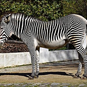 Grévy's zebra