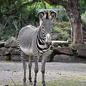 Grévy's zebra
