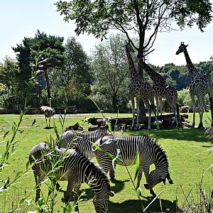 Grévy's zebra, Rothschild's giraffe, ostrich