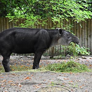 Baird's tapir