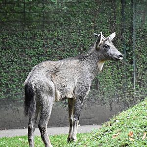Chinese goral