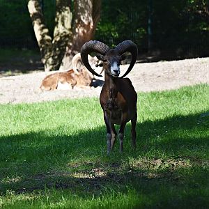 Mouflon