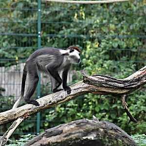 Collared mangabey