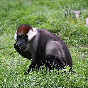 Collared mangabey
