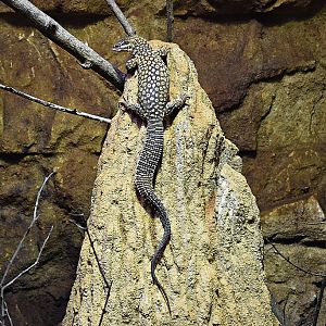 Spiny-tailed monitor