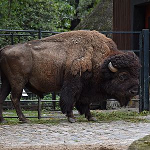 American bison
