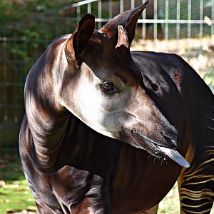 Okapi