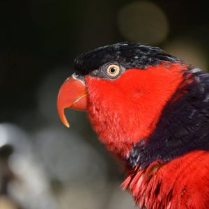 Lorius lory erythrothorax