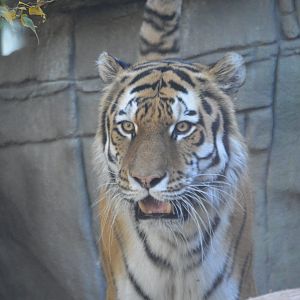 Panthera tigris altaica