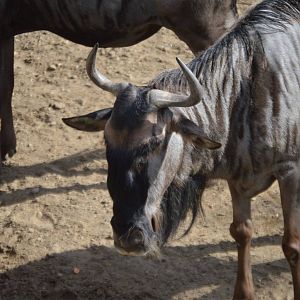 Connochaetes taurinus albojubatus