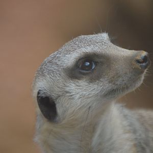 Suricata suricatta ssp.