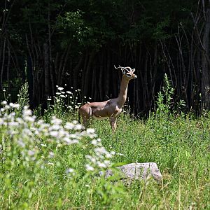 Gerenuk