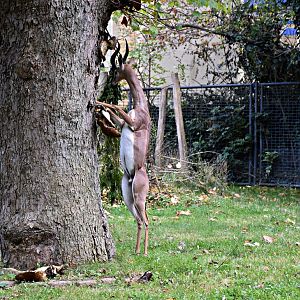 Gerenuk