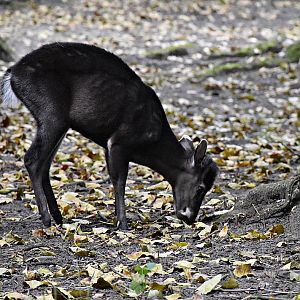 Tufted deer
