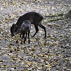 Tufted deer