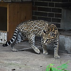 Ocelot