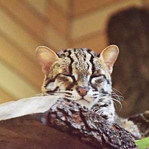 Sunda leopard cat