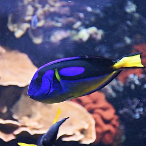 Paracanthurus