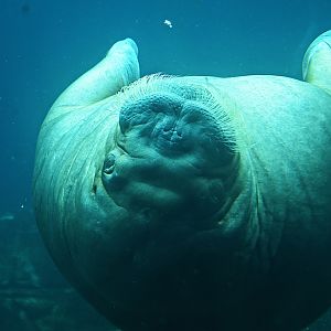 Walrus