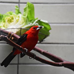 Brazilian tanager