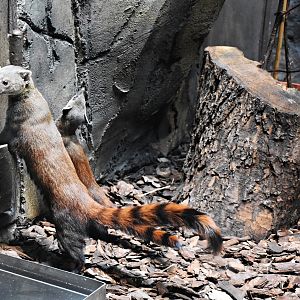 Ring-tailed mongoose