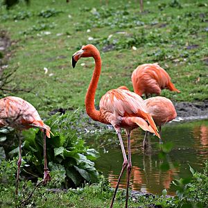 American flamingo