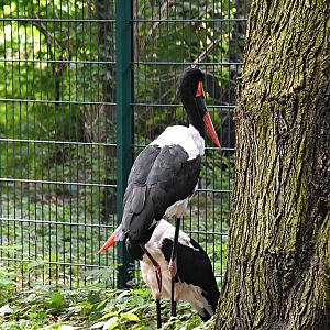 Saddle-billed stork