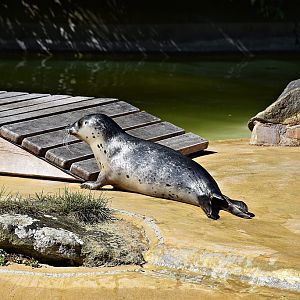 Harbor seal