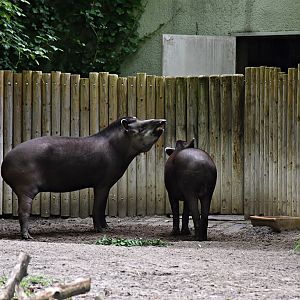 South American tapir