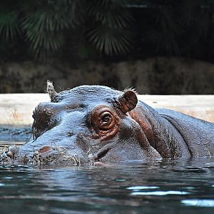 Hippopotamus