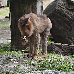 Northern pig-tailed macaque