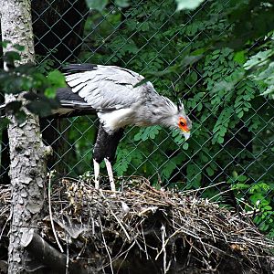 Secretarybird