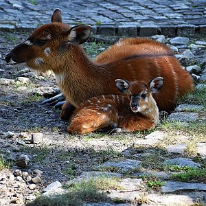 Sitatunga