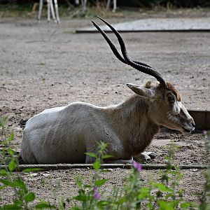 Addax