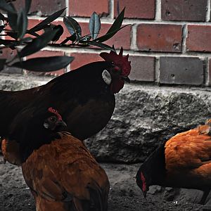 Dwarf Vorwerk chicken