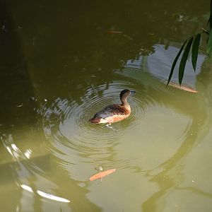 Lesser whistling duck