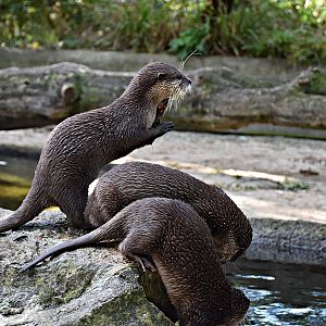 Asian small-clawed otter