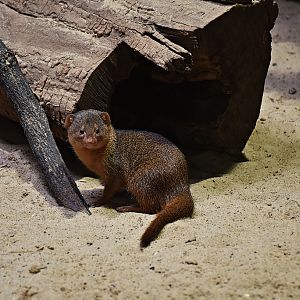 Dwarf mongoose