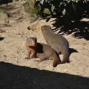 Dwarf mongoose