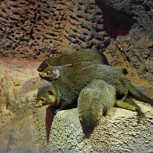 Dwarf mongoose
