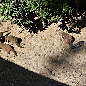 Cape ground squirrel & dwarf mongoose