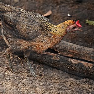 Old English Game fowl