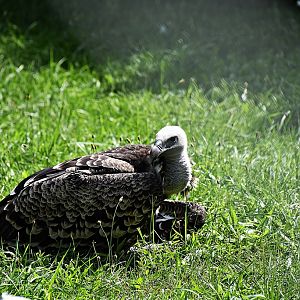 Pseudogyps Africanus