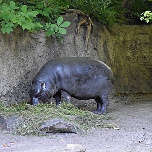 Pygmy hippopotamus