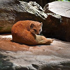 Yellow mongoose