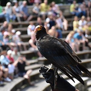 Turkey vulture