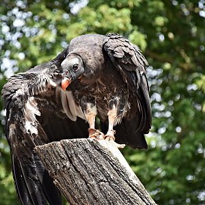 King vulture (young)