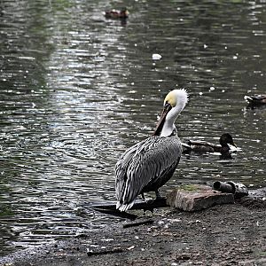 Brown pelican