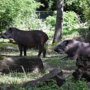 South American tapir